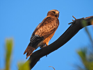 The booted eagle or eagle (Hieraaetus pennatus)
