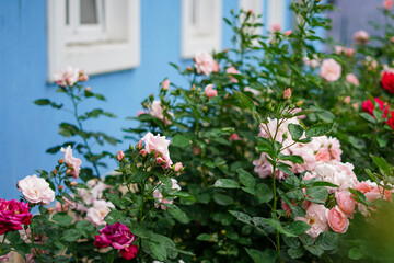 Fototapeta na wymiar Vintage pink roses near the wood blue wall in the house garden