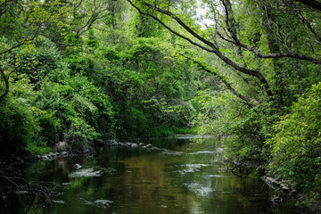 Fototapeta na wymiar Creek in the Forest