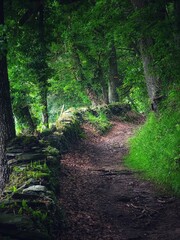 Hiking trail through green-fringed trees