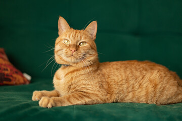 big red domestic cat is resting on the sofa, looking at the camera