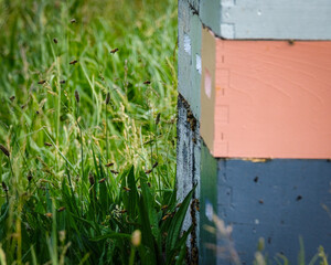 Bees and a Stack of Beehives