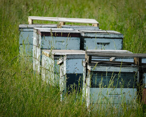 Fototapeta na wymiar Bee Hives in the Countryside