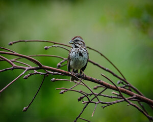 Song Sparrow on a Branch
