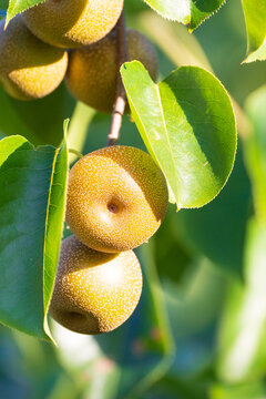 Ripe Nashi Pears hanging amongst green leaves on a fruit tree
