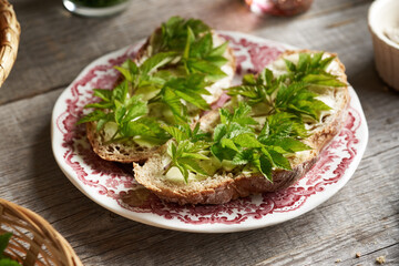 Young goutweed leaves on slices of bread in spring