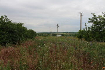 Obraz premium A field of plants