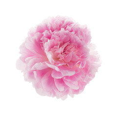 Pink peony flower isolated on white background