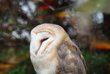 フクロウのクローズアップ