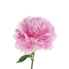 Obraz premium Pink peony flower isolated on white background
