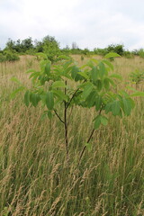 Obraz premium A close-up of a plant