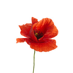 Bright red poppy flower isolated on white background