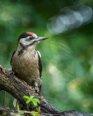 Fototapeta premium Great Spotted Woodpecker