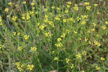 A field of yellow flowers