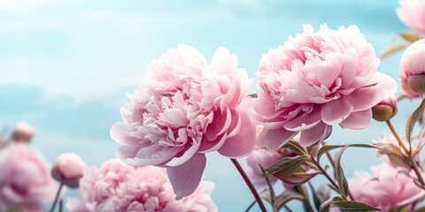 She admired the beauty of the large, pink peonies.