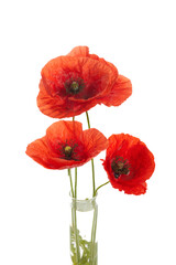 Wild red poppies isolated on white background.