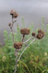 A close up of a plant