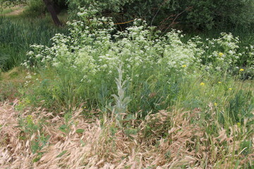 A bush with white flowers