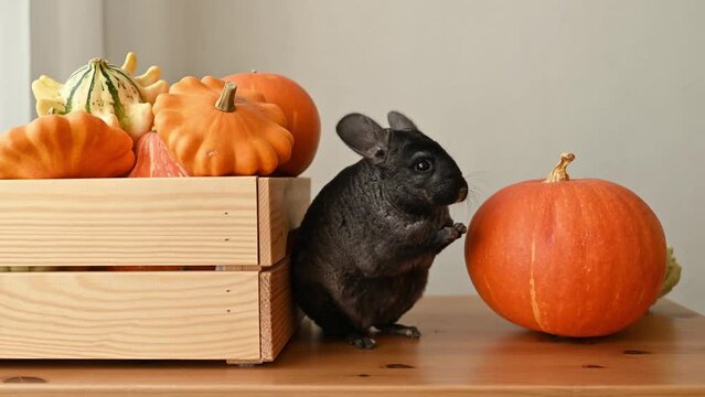 An unrecognizable woman gives a chinchilla a dried apple, a pet sits in a room to pumpkins