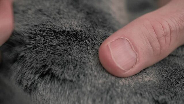 designer checks the quality of the faux fur, touches and strokes it. artificial fur is a textile material that imitates natural animal fur. concept of fashion and animal welfare. close up.