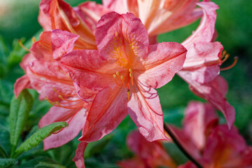Summer Serenade: A Symphony of Blooms. Beautiful summer flower.