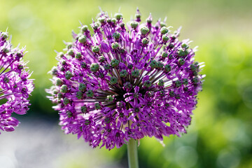 Garlic Glamour: The Unseen Purple Bloom. Purple garlic flower.