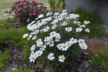 White and yellow small daisy flowers in the garden, peaceful spring mood 
