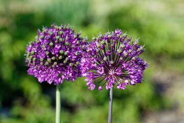 Obraz premium Garlic Glamour: The Unseen Purple Bloom. Purple garlic flower.