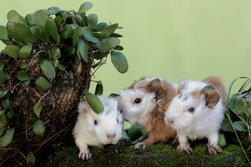 Cute and adorable appearance of a number of newborn guinea pig babies. This rodent mammal has the...