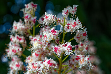 Chestnut Charisma: A Floral Spectacle. Chestnut flower.