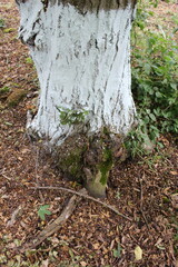 A tree stump with moss growing on it