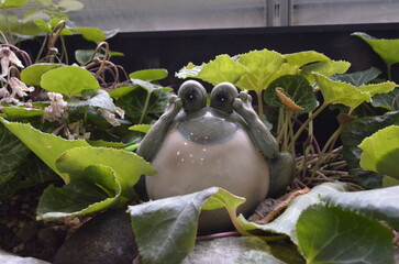 Small frog lost in the middle of aquatic plants, greenery botanical pond decoration
