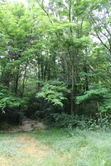 A group of trees in a forest