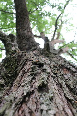 A tree with a chain around it