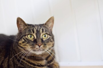 Cute, domestic tabby cat with big eyes.