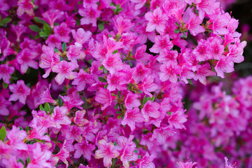 Fototapeta na wymiar Pink Blossom Delight. Pink flower.