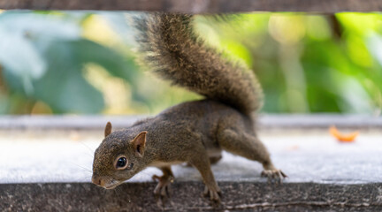 Curious Squirrel Approaching Camera for Tourist-Fed Food