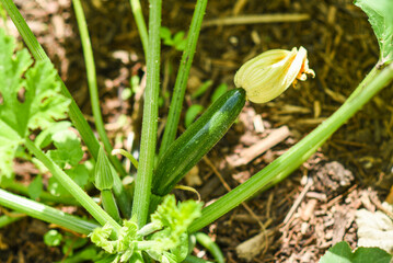 Zucchini growing in the garden in summer.