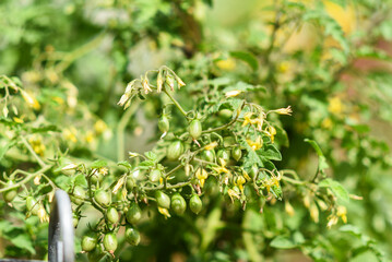 Tomatoes growing in the summer in the garden.