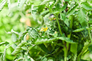 Tomatoes growing in the summer in the garden.