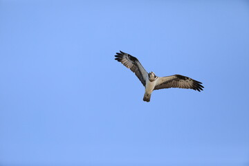 Osprey (Pandion haliaetus) in Japan