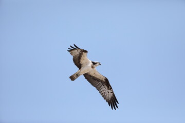 Osprey (Pandion haliaetus) in Japan