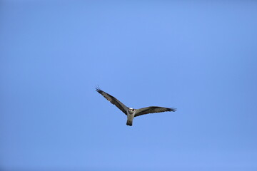 Osprey (Pandion haliaetus) in Japan