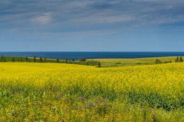 Mustard Fields Roll Into Ocean