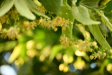 close-up of linden flowers on a tree in bright sunlight 