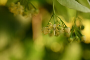 close-up of linden flowers on a tree in bright sunlight 
