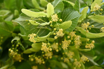 close-up of linden flowers on a tree in bright sunlight 