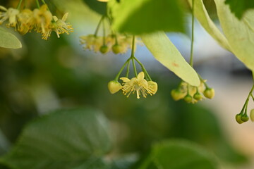 close-up of linden flowers on a tree in bright sunlight 