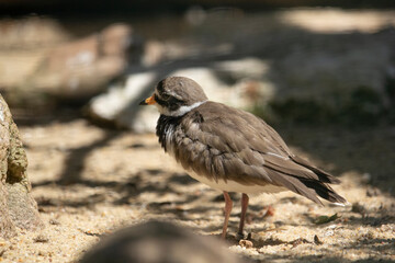 Common Ringed Plover looking for food. Common Ringed Plover