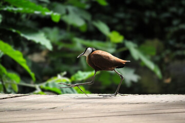 A close up image of an African Jacana in the Walsrode Bird Park